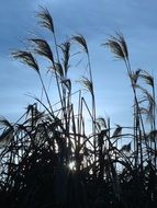 silhouettes of reed grass on the blue sky
