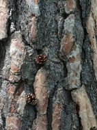 Bark of the pine