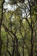 menagesha forest