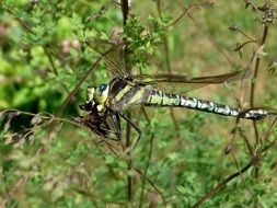 big bright dragonfly closeup