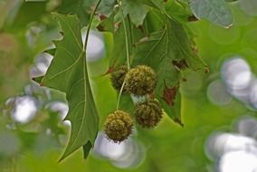 fruits between leaves