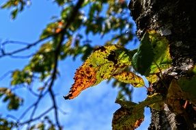 autumn foliage on a tree