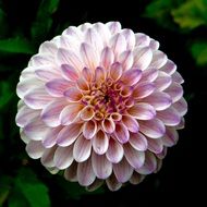 light pink flower in the park