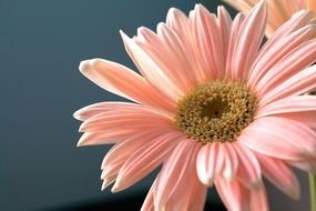 pink gerbera flower in the garden