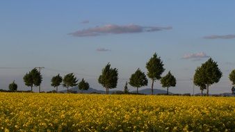 field of rapeseeds landscape