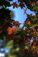 natural autumn foliage colors