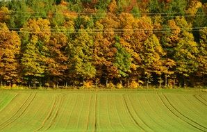 rural field on a background autumn forest