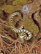 striped snake in the forest