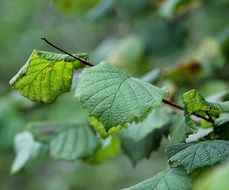 Macro photo of leaves in october