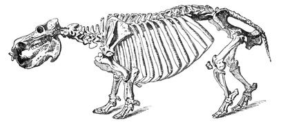 hippopotamus skeleton animal drawing