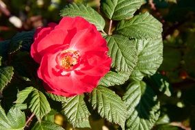 wild rose bush