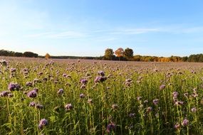 A lot of the violet phacelia flowers on the field