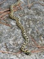 yellow snake on the ground