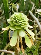 green cactus in the desert in drought