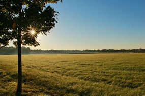 spring morning on the farm field