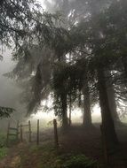 forest nature trees