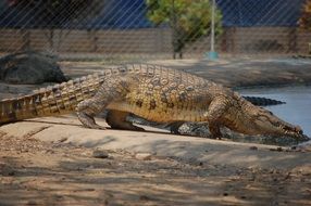 crocodile nature