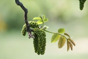 garden bush in spring