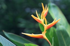 Close up photo of exotic asian plants