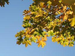 Yellow and green leaves on the tree in autumn