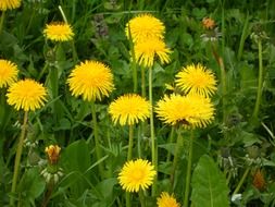 spring yellow dandelions