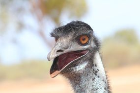 extraordinary beautiful au bird
