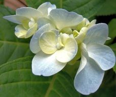 White flower on green plants in the garden