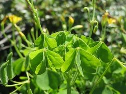 yellow oxalis stricta flowers