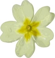 graphic image of a white snowdrop