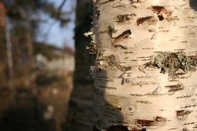 White birch tree