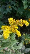 closeup picture of plant with yellow flowers