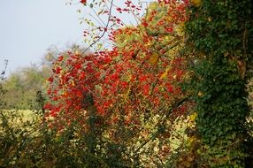 tree branches with red berries