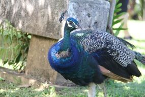 elegant colorful peacock