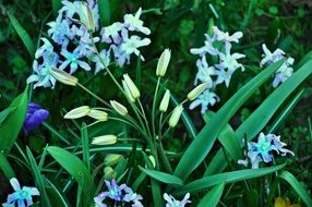 plant with blue flowers in the netherlands