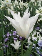 closeup photo of White tulip in a meadow