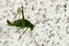 insect green grasshopper