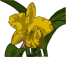 painted yellow orchid on white background