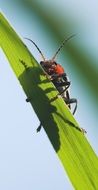 beetle on grass blade, macro