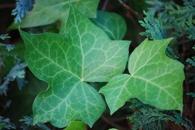 Green ivy leaves in a garden