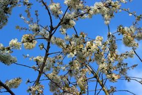 White delicate flowers on the cherry