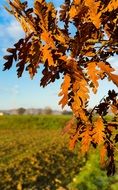 branch with autumn dry leaves sunny scene