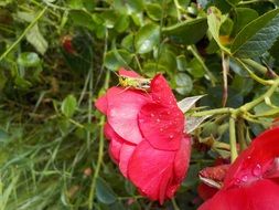 insect on red garden roses close-up