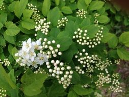 white Spirea flowers among green leaves