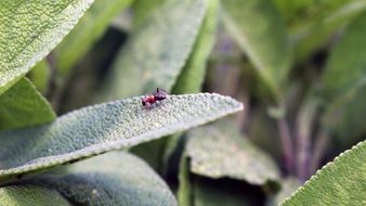 small red ant on green leaf