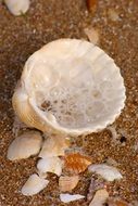 Big shell and other colorful shells on the beach