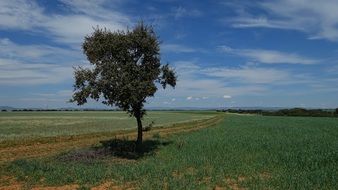 Landscape of the lonely tree on a field