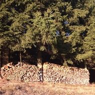 pile of wood at spruce forest