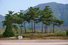 Trees park chuncheon nami jaraseom korea