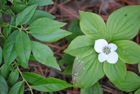 woods white flower