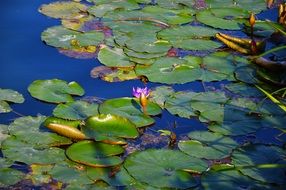 water lily plants on pond